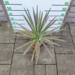 Kordylína austrálska (Cordyline australis) ´CHOCOLATE MINT´ výška: 50-70 cm, C5L (-12°C)